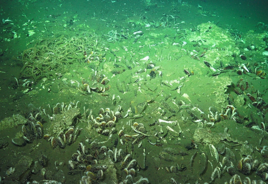 在哥斯達尼加一個滿佈蚌的海床上，有一個糾纏在一起的捕魚網 (左後方)。(圖片來源: Lisa Levin and Schmidt Ocean Institute)